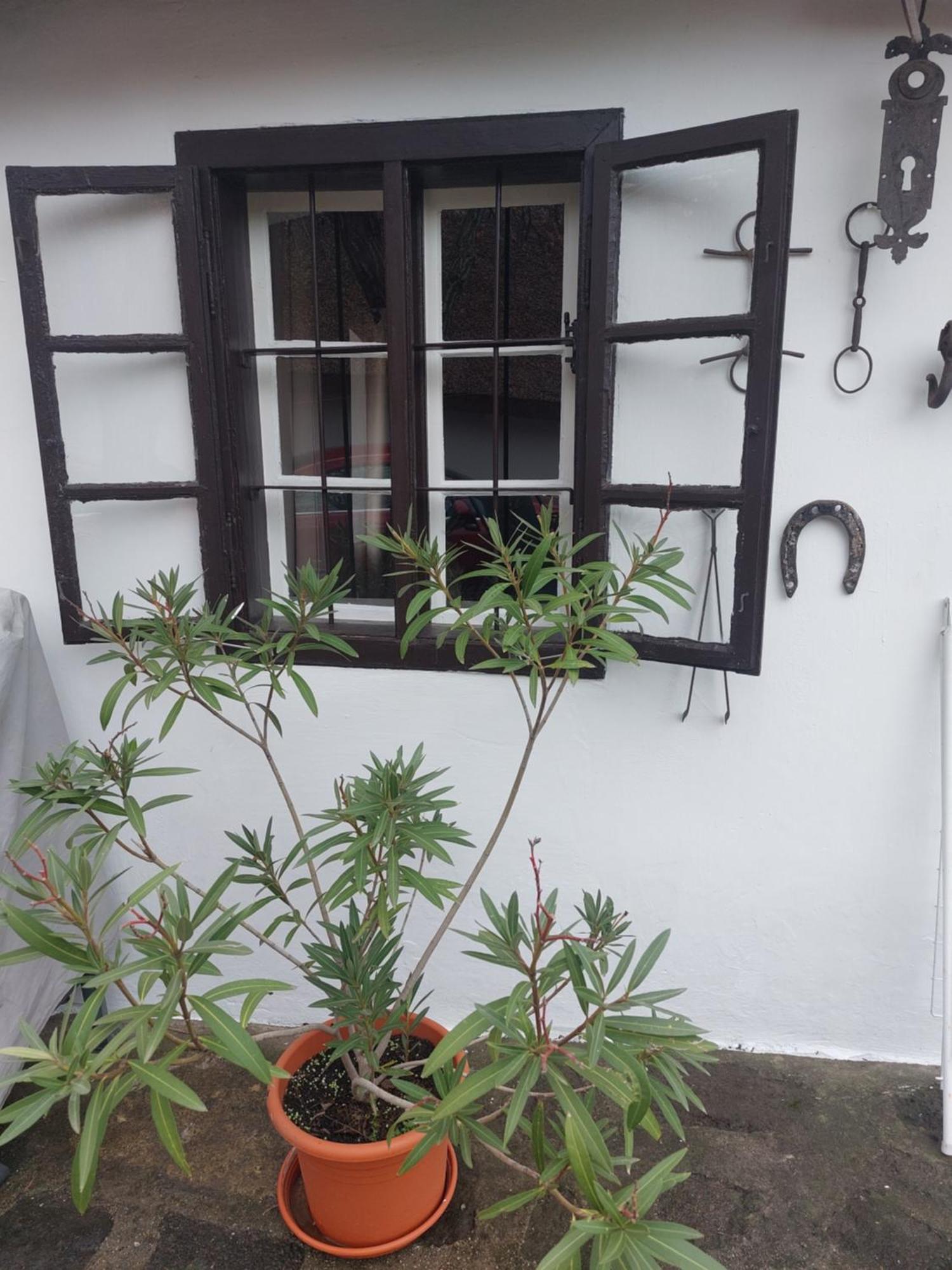 Babamuzeum Apartman 蒂豪尼 外观 照片
